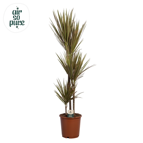 <h4>Dracaena Bicolor p24 60+30+10 (Air so Pure)</h4>