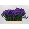 Limonium sinuatum Navy Sun Birds