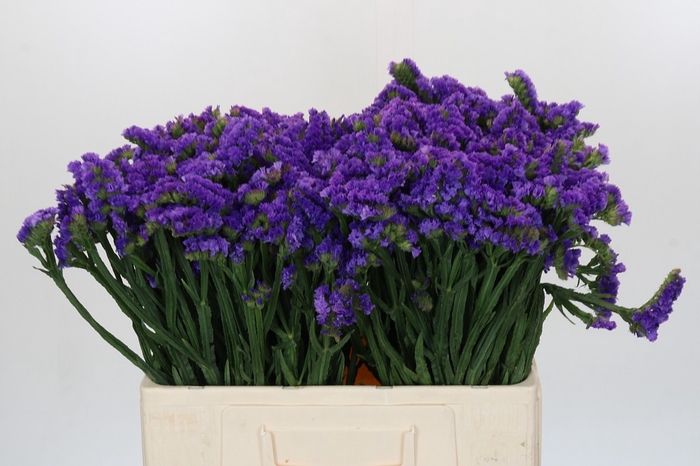 Limonium sinuatum Navy Sun Birds