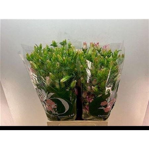 Camp M Champion Pink