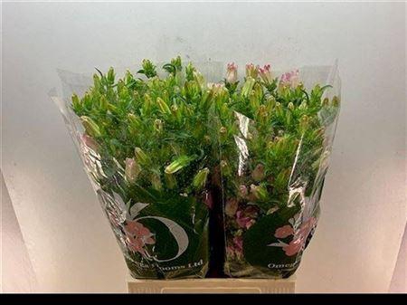 <h4>Camp M Champion Pink</h4>