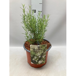 Rosmarinus officinalis Miss Jess Upright C2