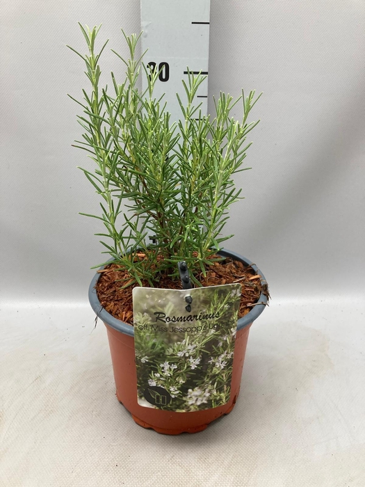 <h4>Rosmarinus officinalis Miss Jess Upright C2</h4>