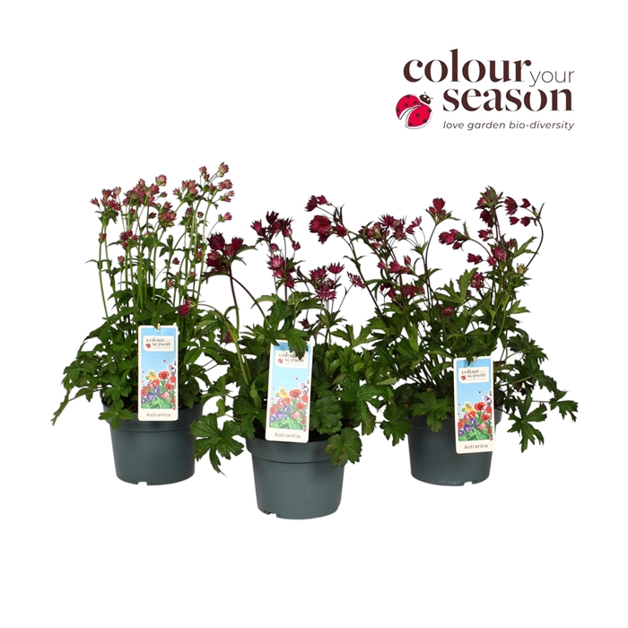 <h4>Astrantia mix P19</h4>