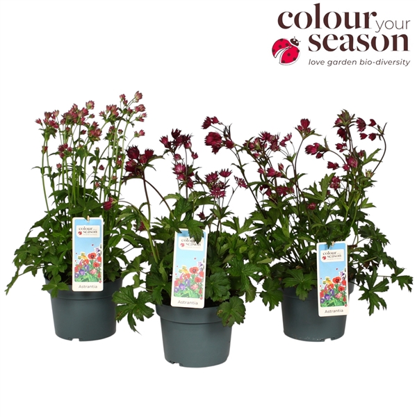 Astrantia mix P19