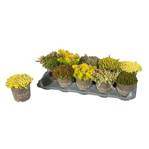 SEDUM GEM