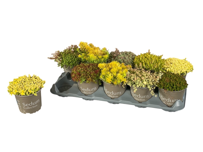 <h4>SEDUM GEM</h4>