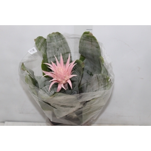 AECHMEA FASCIATA P17