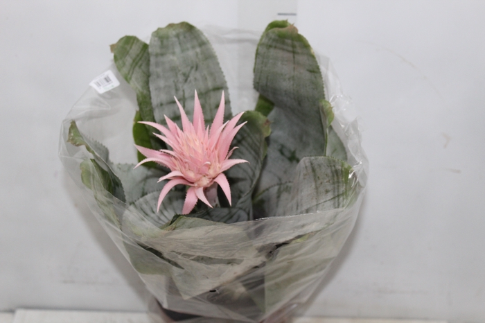 <h4>AECHMEA FASCIATA P17</h4>