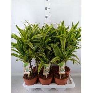 Dracaena fr de 'LemonLime'