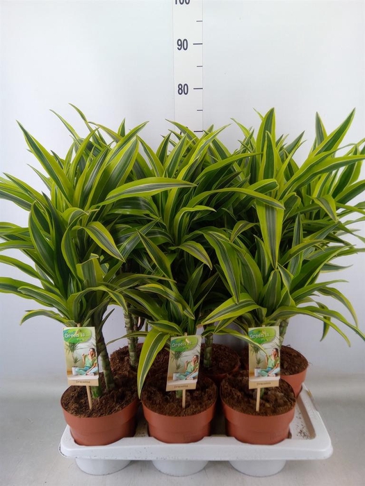 <h4>Dracaena fr de 'LemonLime'</h4>