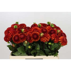 Dahlia Brown Sugar