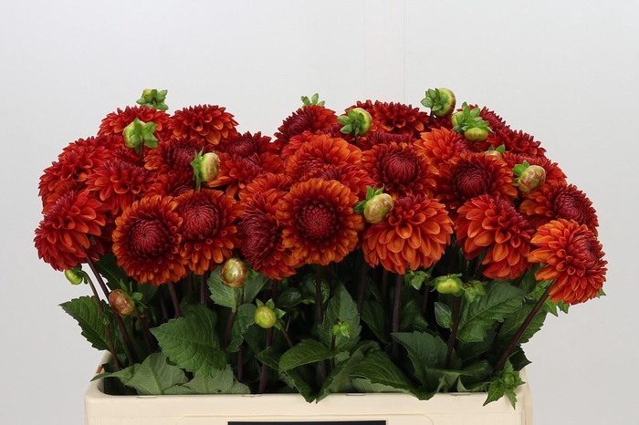<h4>Dahlia Brown Sugar</h4>