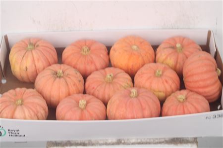 <h4>Cuc P Miss Pink Sophie X12</h4>