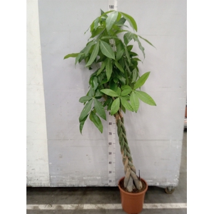 Pachira aquatica