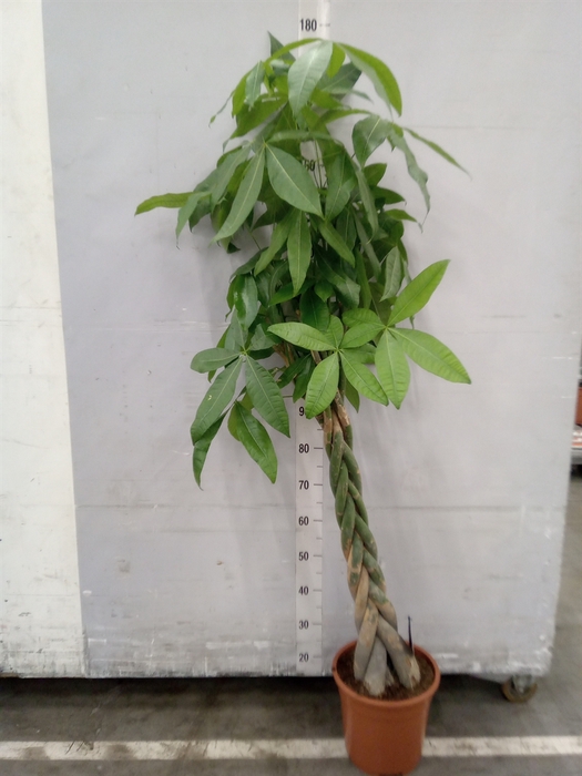 <h4>Pachira aquatica</h4>
