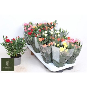 RO KORDANA GEM 6 SRT