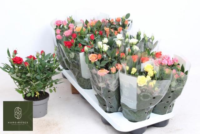 <h4>RO KORDANA GEM 6 SRT</h4>