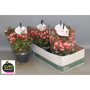 FUCHSIA B F HANG GEM