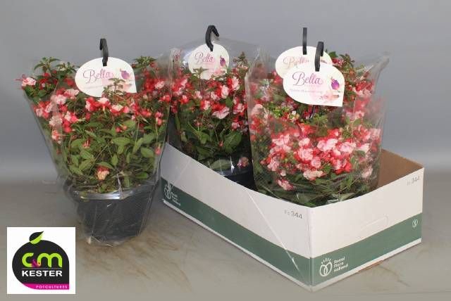 <h4>FUCHSIA B F HANG GEM</h4>