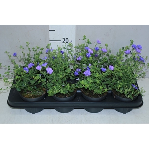 Convolvulus