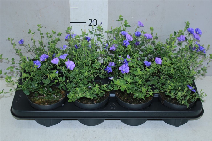 <h4>Convolvulus</h4>