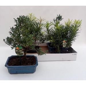 Bonsai Gem