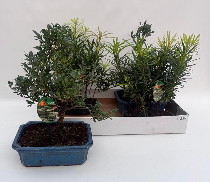 <h4>Bonsai Gem</h4>