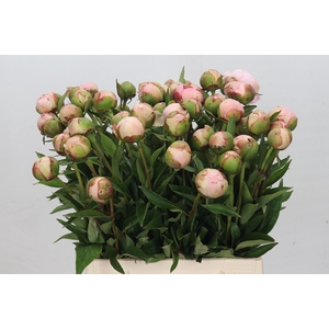 Paeonia Albert Crousse