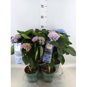 Hydrangea mac. 'Magical Revolution'