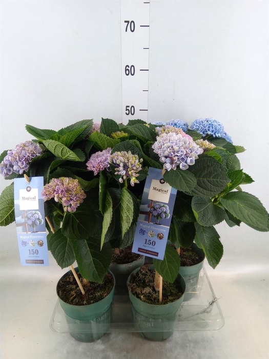 <h4>Hydrangea mac. 'Magical Revolution'</h4>