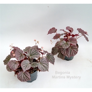 Begonia Martin's Mystery 12cm (U192)