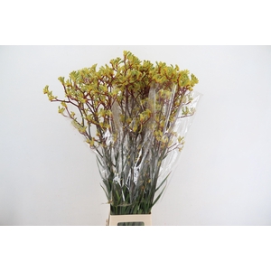 ANIGOZ EMMA YELLOW 110CM
