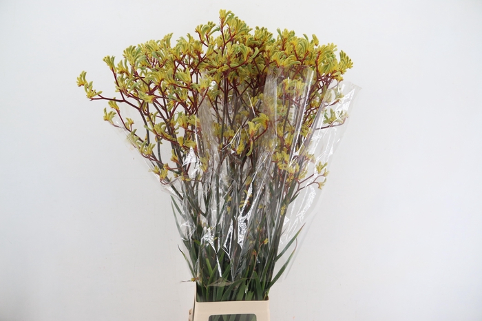 <h4>ANIGOZ EMMA YELLOW 110CM</h4>