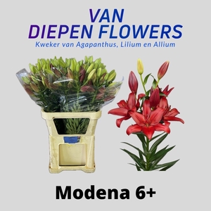 LI LA MODENA