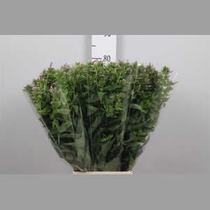 Phlox P Kiki