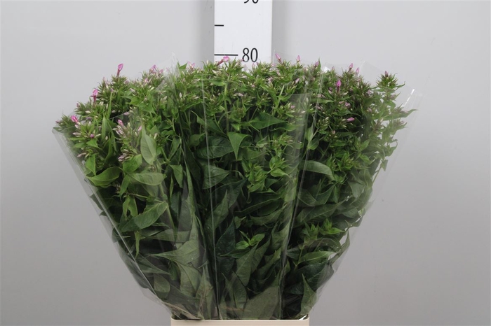 <h4>Phlox P Kiki</h4>
