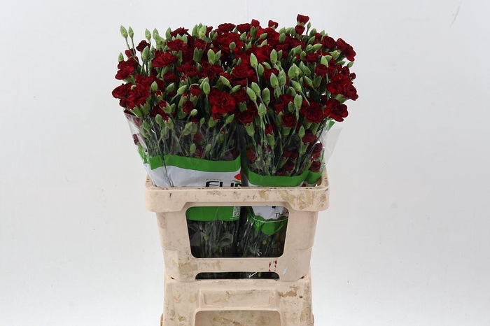 <h4>Di Tr Chateau X20</h4>