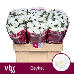 Chr S Baykal