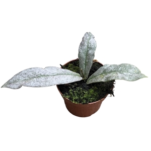 Hoya Mitrata Silver