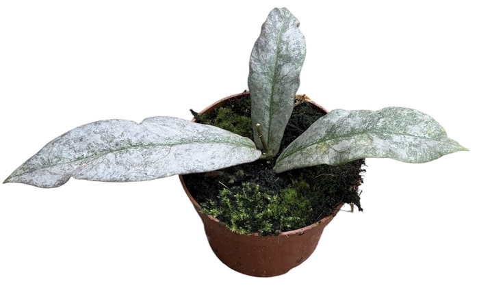 <h4>Hoya Mitrata Silver</h4>
