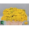 Achillea F Park Variety
