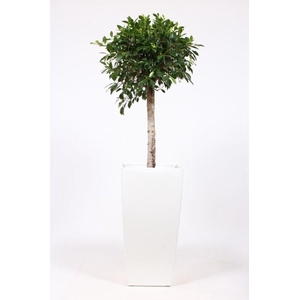 Ficus Nitida in Piza pot 