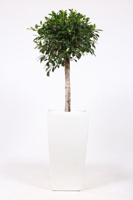<h4>Ficus Nitida in Piza pot "wit"</h4>