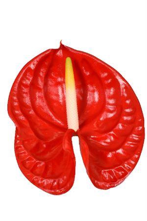 <h4>Anth A Rambla Butterfly</h4>