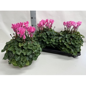 Cyclamen GR 'XL'