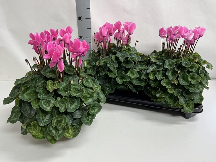 <h4>Cyclamen GR 'XL'</h4>