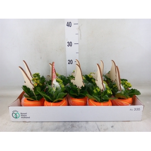 Arr.    Planten  L%