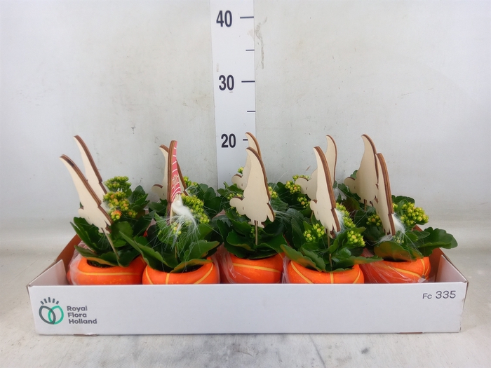 <h4>Arr.    Planten  L%</h4>