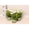 Osteospermum Double White
